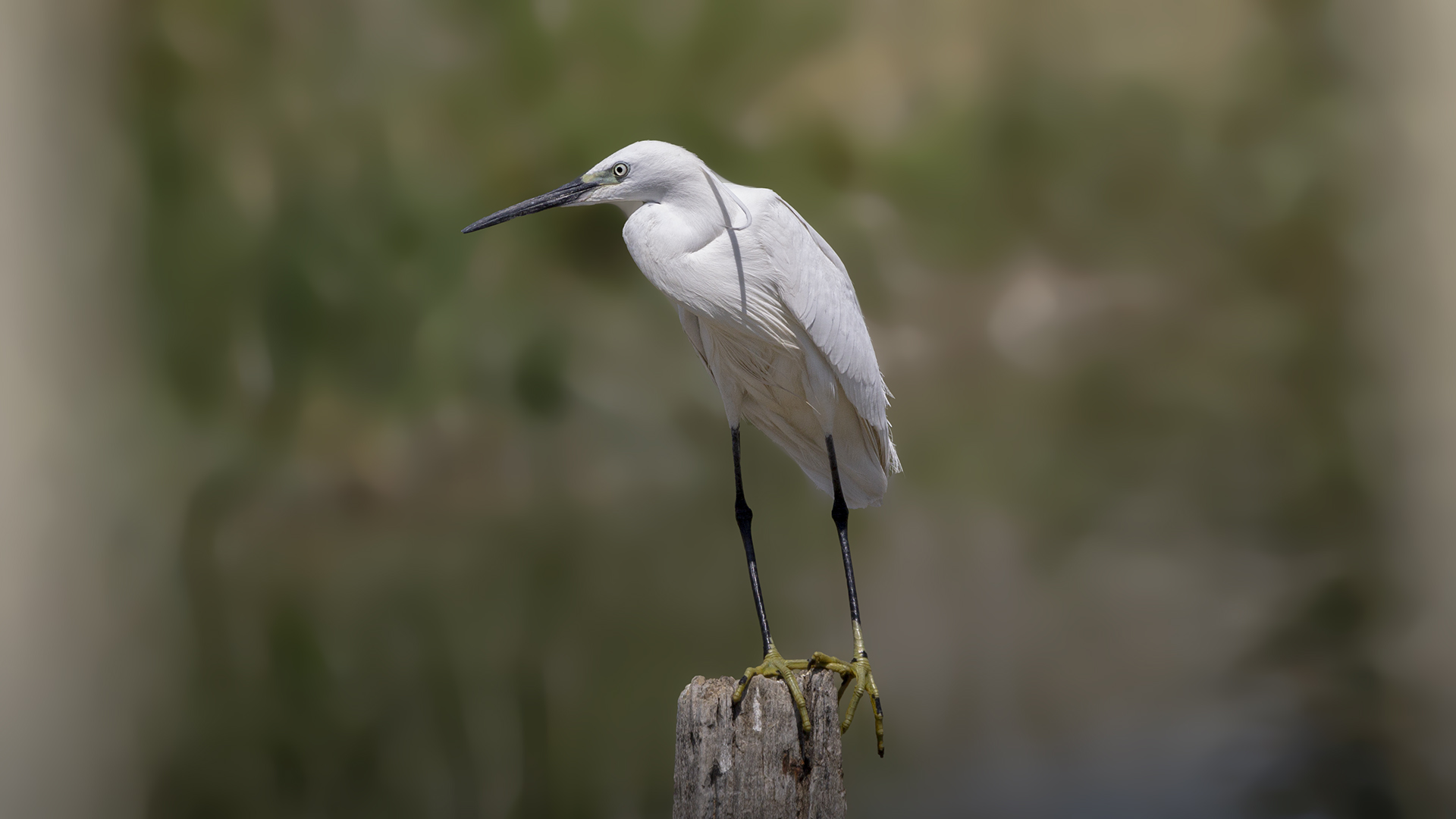 Little Egret